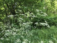 The flowers of Wild Chervil form in clusters called an umbel, almost resembling an umbrella.
