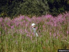 Photo: Eric Coombs, Oregon Department of Agriculture, Bugwood.org Purple loosestrife can reach heights of several meters. 