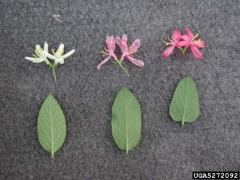 Comparison of hybrid and parent species of honeysuckle. Left to Right: Morrow’s, showy, and tatarian honeysuckle leaves and flowers. Photo credit: Leslie J. Mehrhoff, University of Connecticut, Bugwood.org 