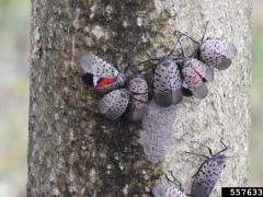 Adult spotted lanternfly on tree