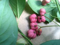 Spindle-tree has orange arils with pink capsules