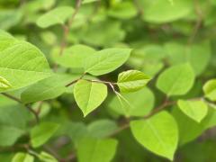 Japanese knotweed is an example of a regulated invasive plant in Vermont